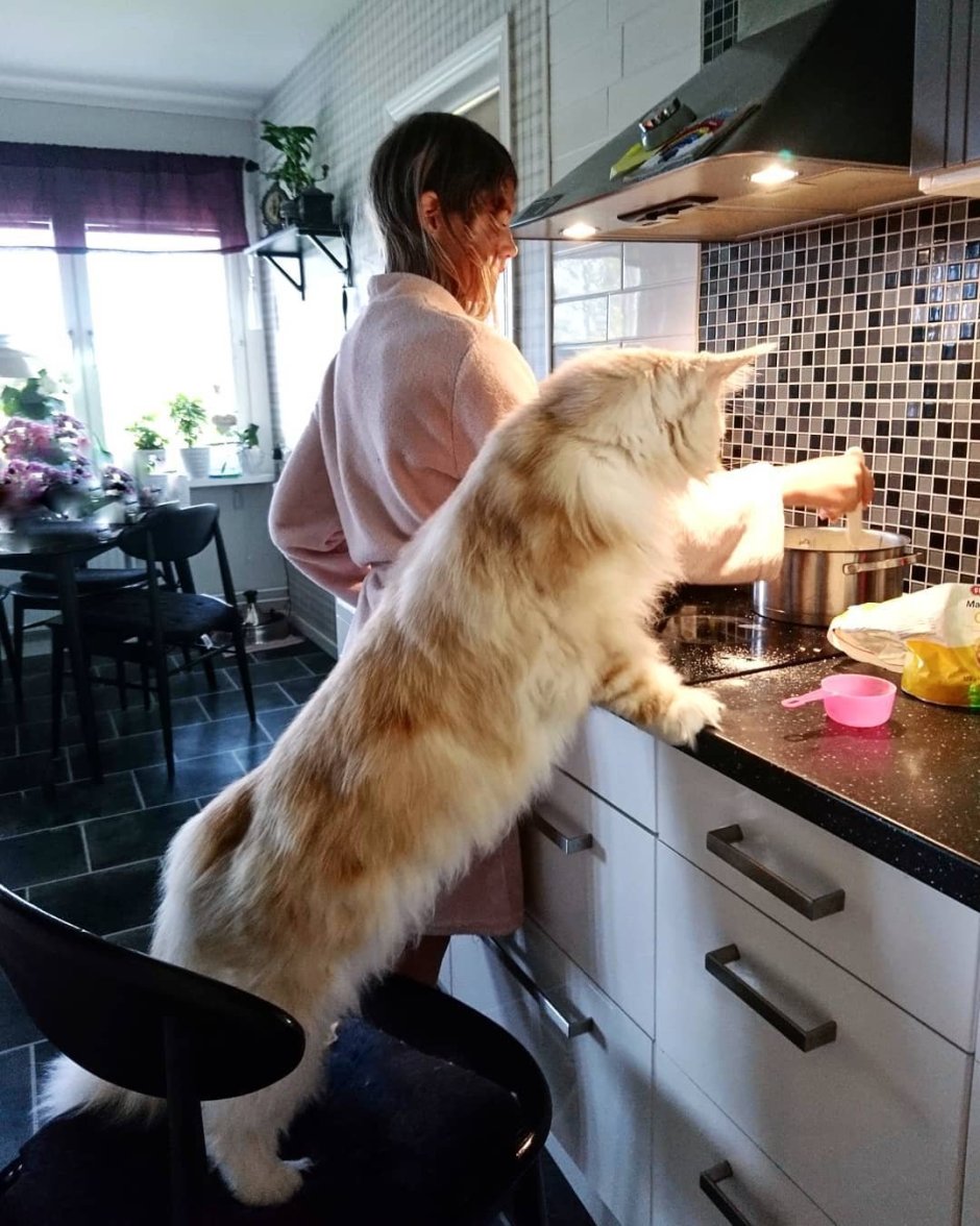 Большая кошка Мейн кун