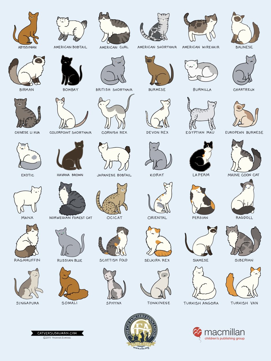 Расцветки шерсти кошек
