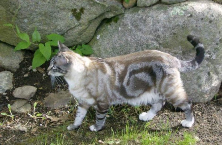 Шотландский скоттиш страйт полосатый