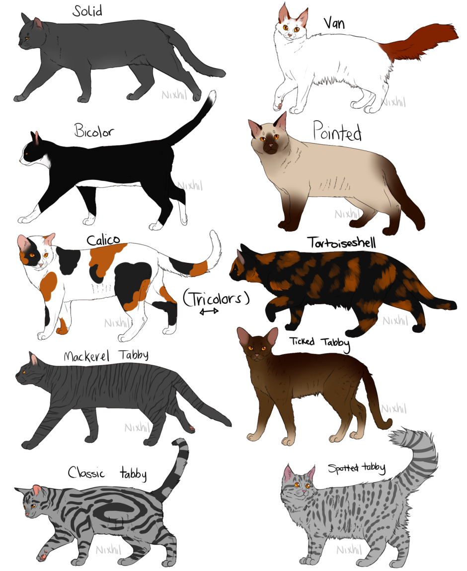 Коты Воители адопты