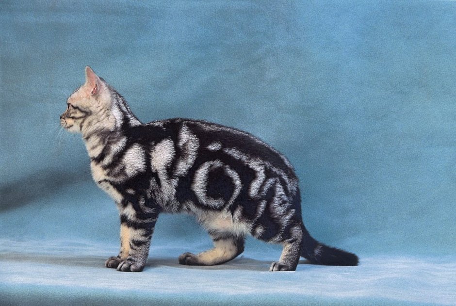 Красивый окрас кота