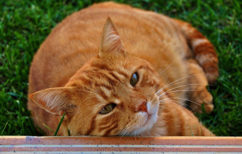 Манчкин рыжий котенок