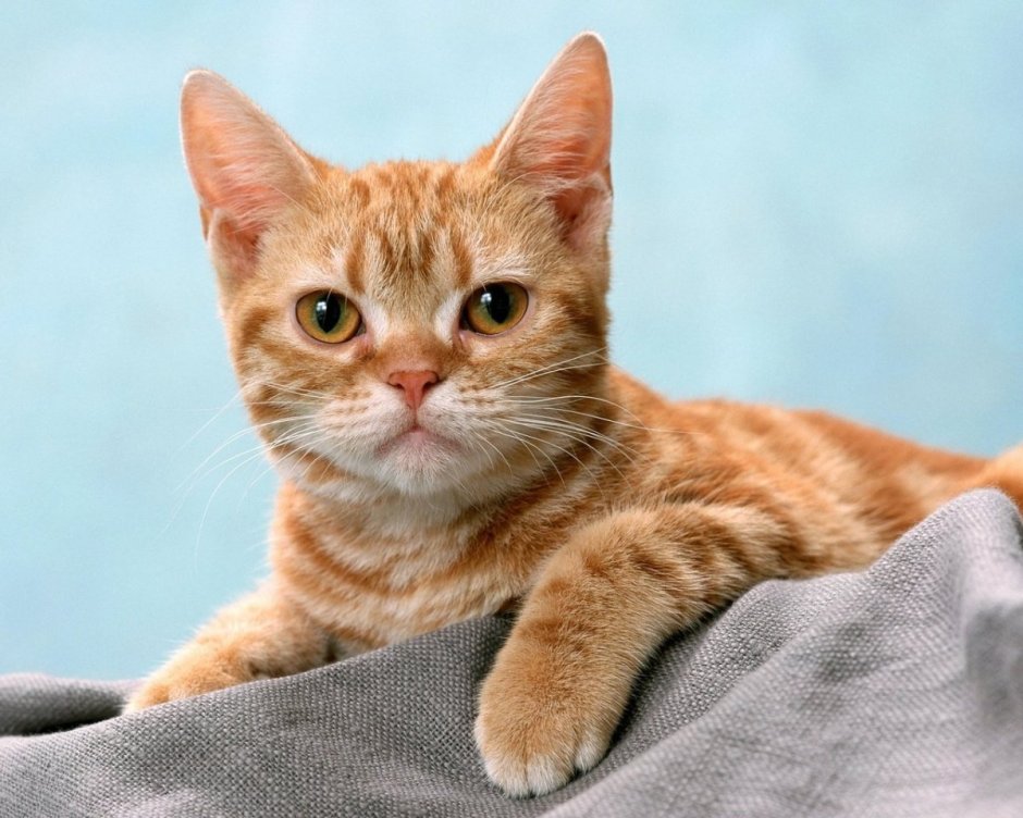 Европейский короткошерстный кот рыжий