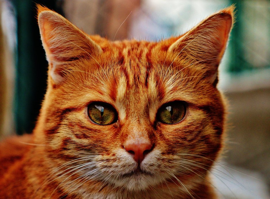 Рыжие коты