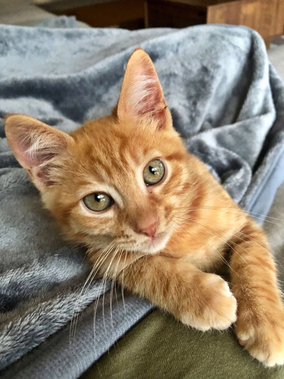 Рыжий котёнок