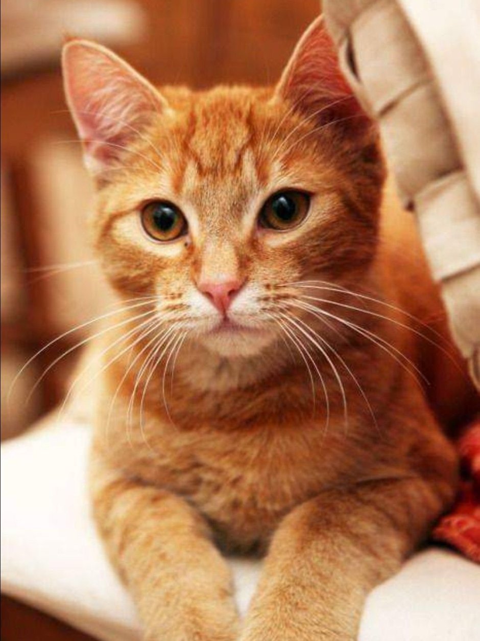 Европейский короткошерстный кот рыжий