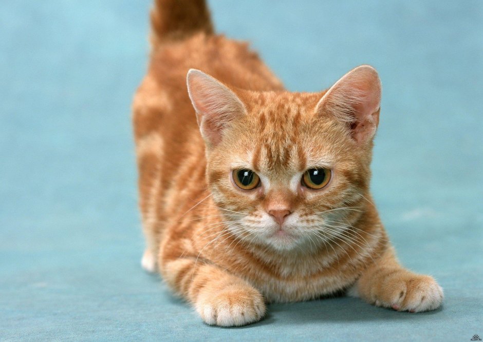 Европейский короткошерстный кот рыжий