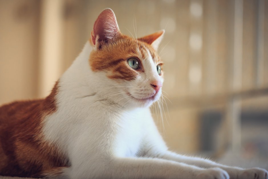 Милые котики