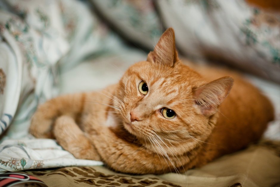 Рыжий котик