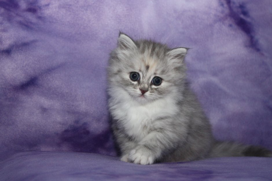 Норвежская длинношерстная Лесная кошка