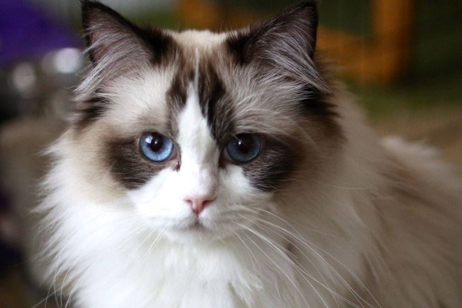 Warrior Cat photo