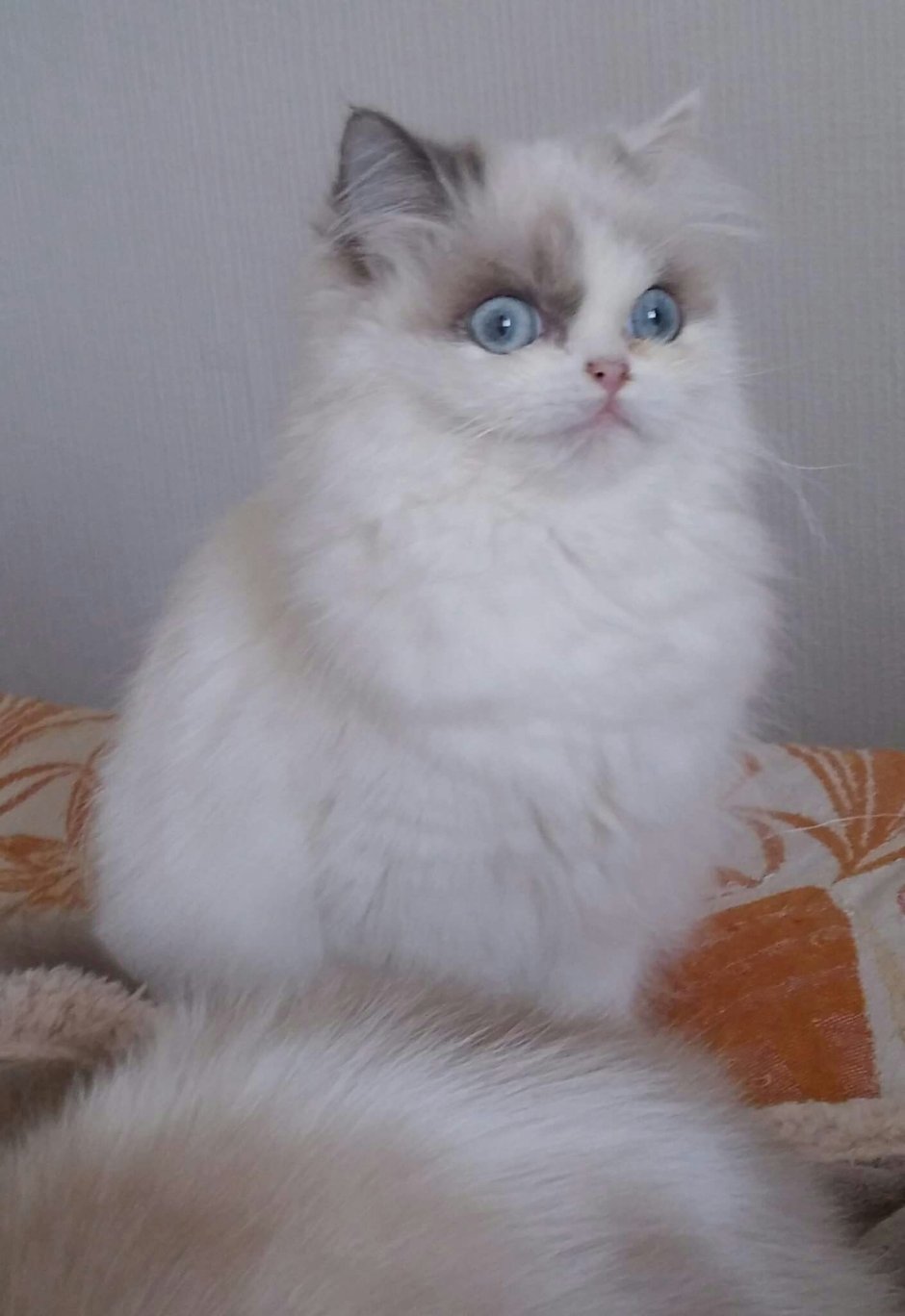 Кот породы рагамаффин