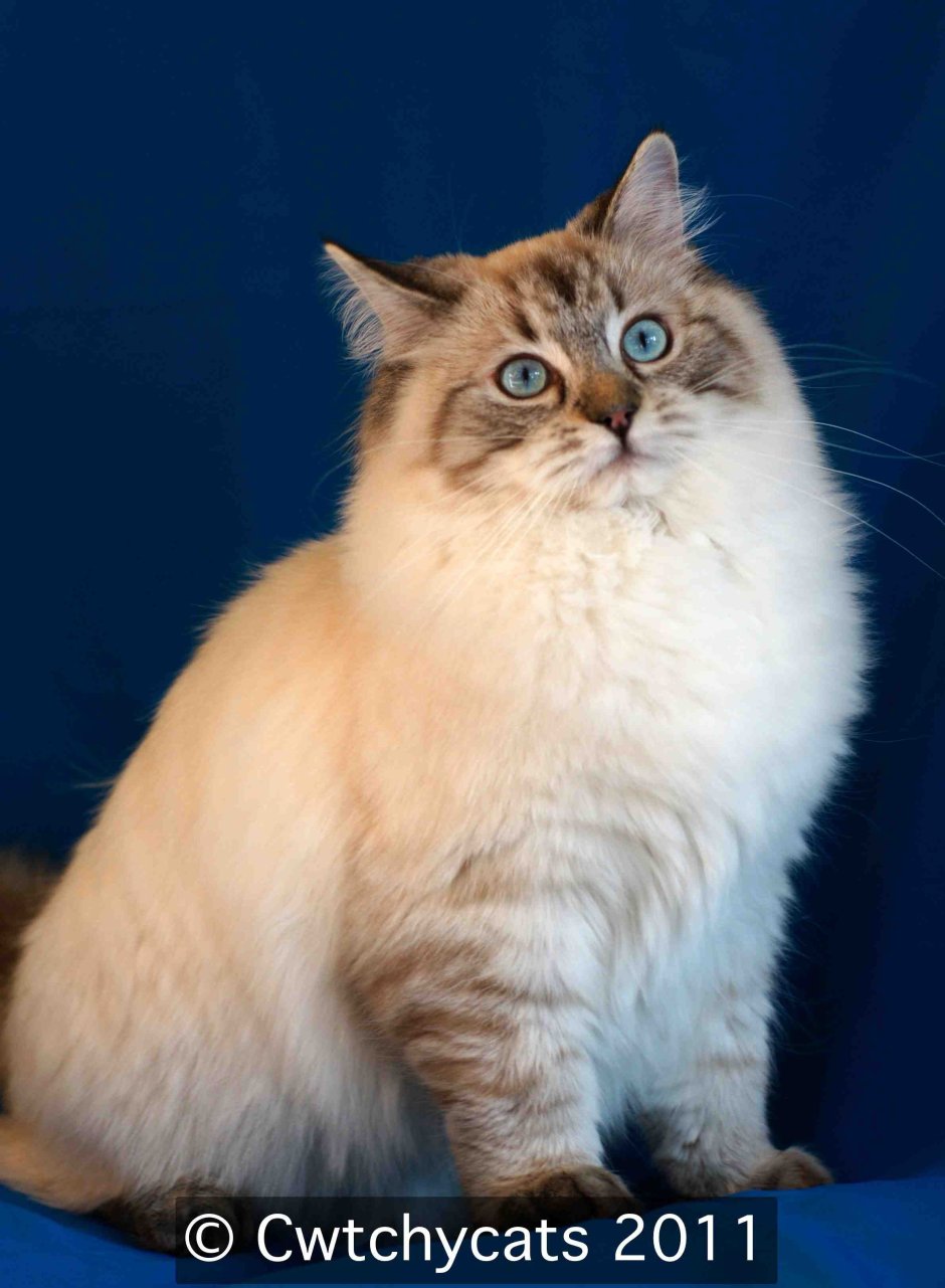 Шиншилла Тиффани