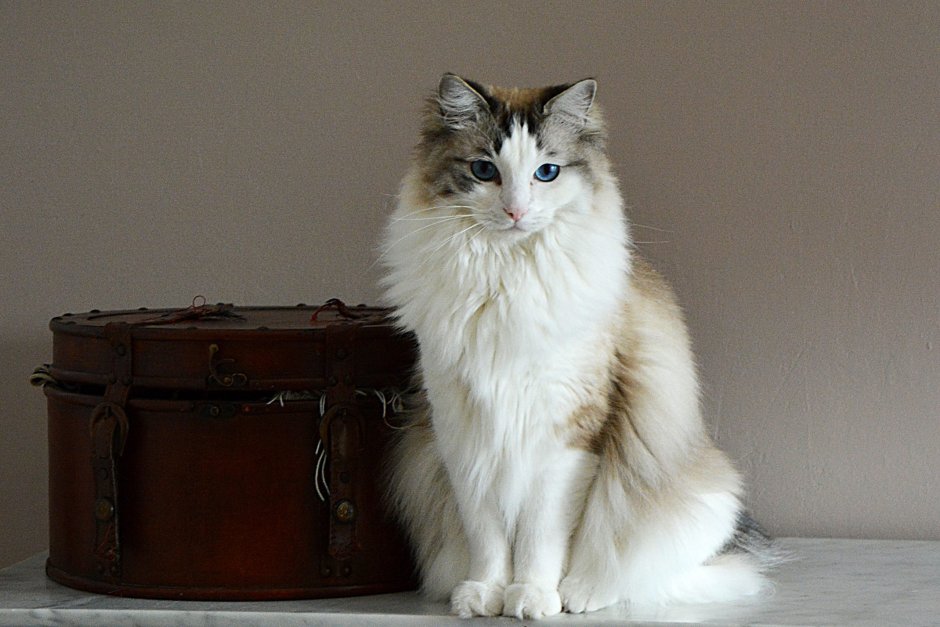 Кошка породой регмафин