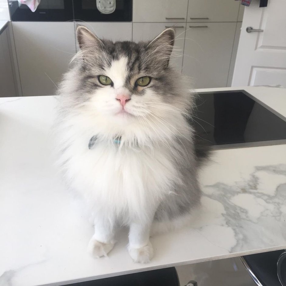 Коты породы рагамаффин