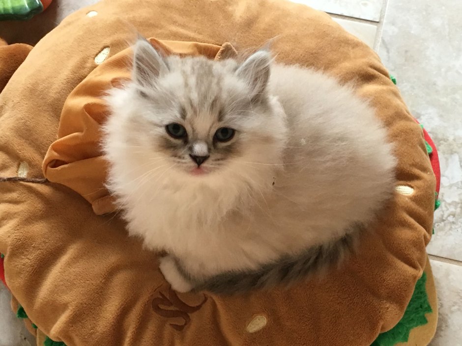 Рэгдолл и рагамаффин