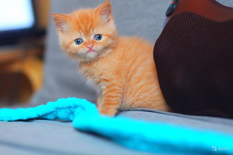 Скоттиш страйт рыжий