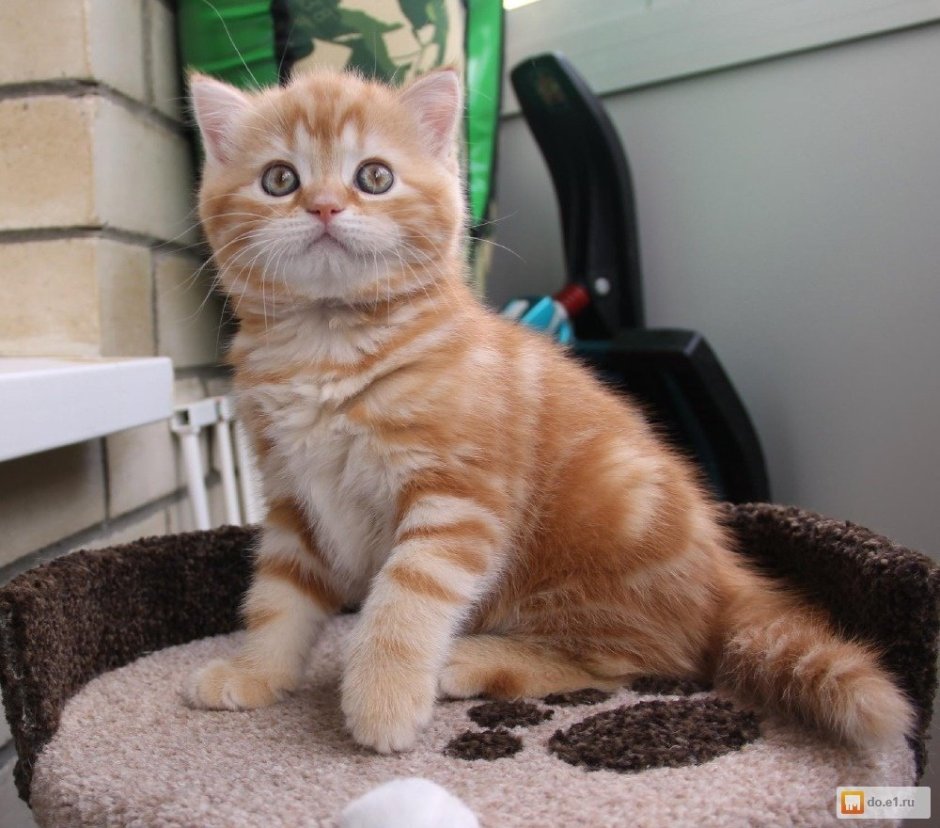 Шотландский страйт красный мрамор