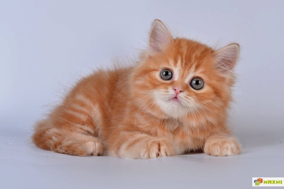 Рыжий мраморный кот