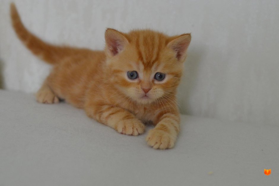 Шотландский кот рыжий прямоухий в 1 год