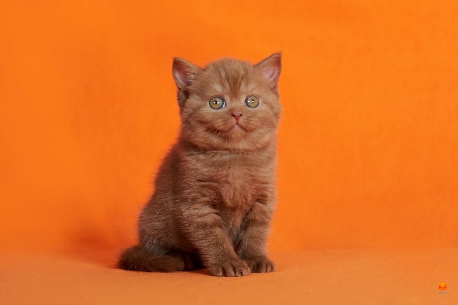 Скоттиш страйт рыжий