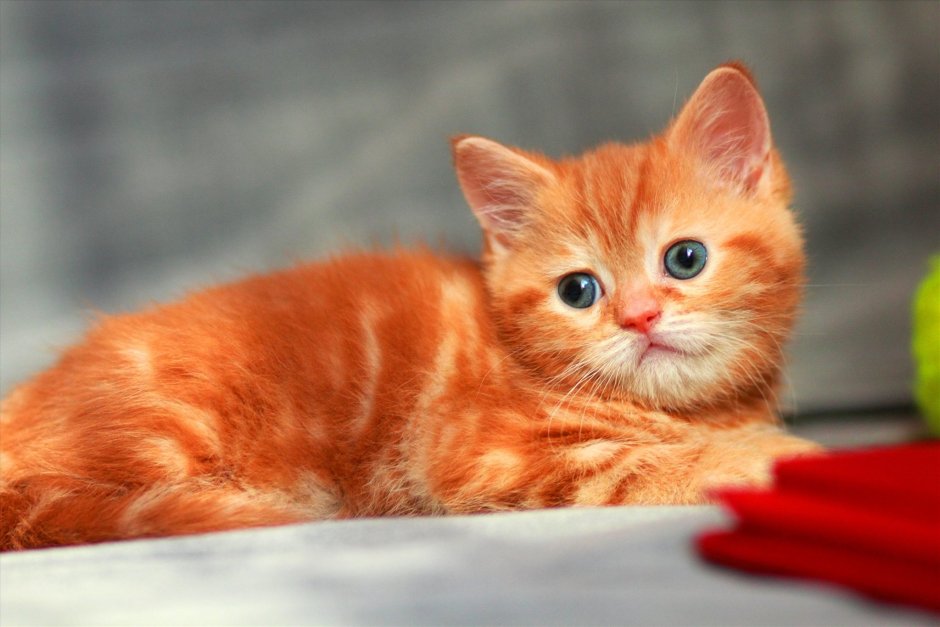 Шотландский скоттиш страйт