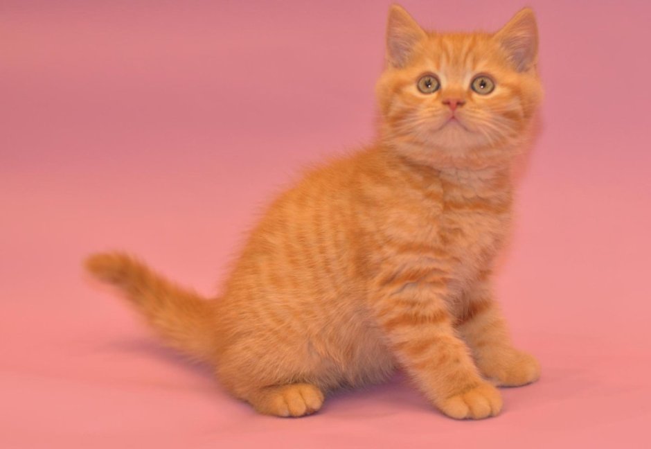 Скоттиш страйт рыжий