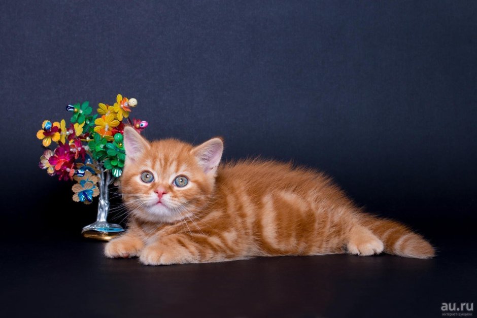 Скоттиш страйт золотой затушеванный