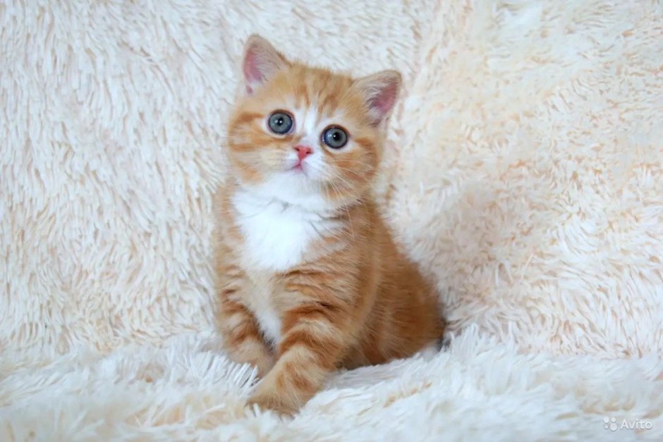 Шотландский скоттиш страйт рыжий