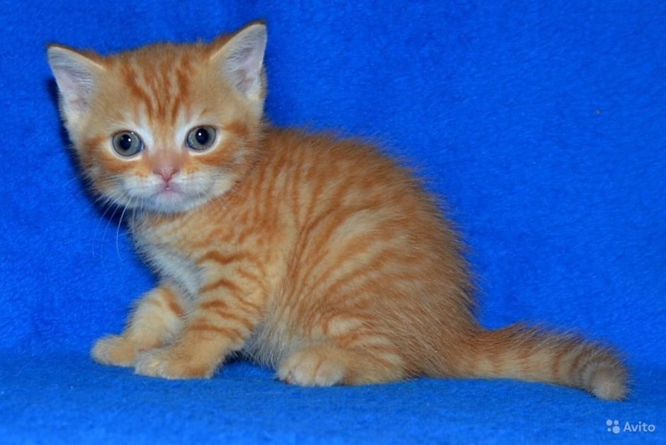 Шотландская прямоухая рыжий кот