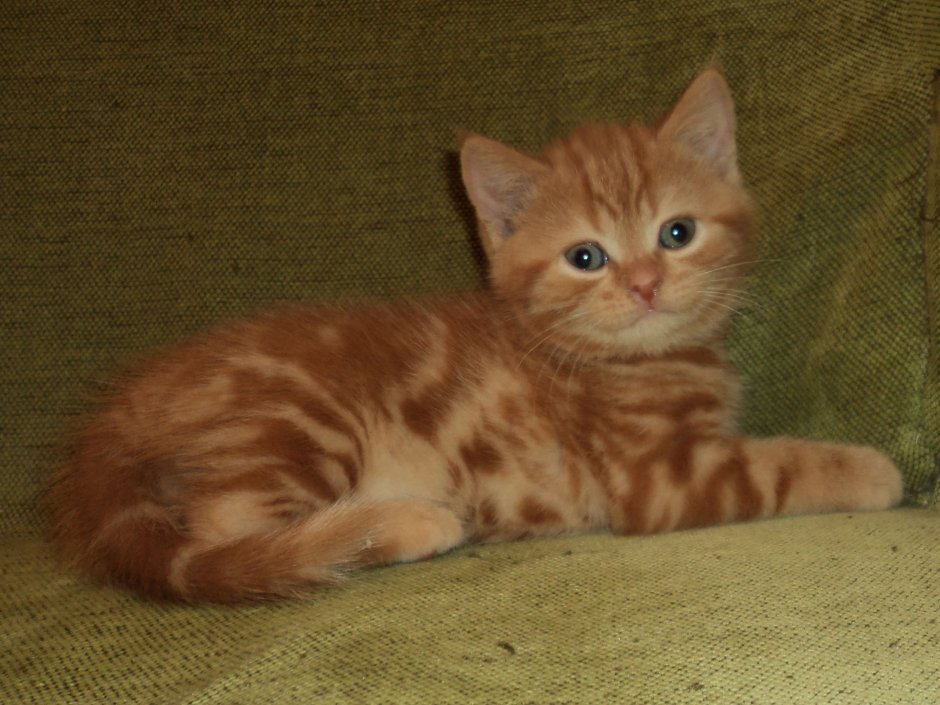 Скоттиш страйт рыжий