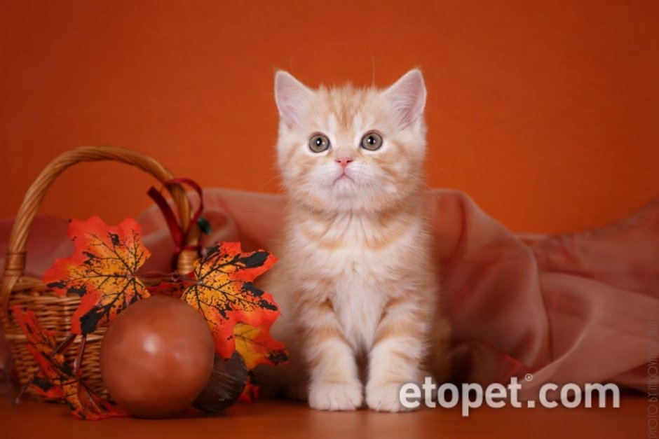 Британский короткошерстный кот рыжий