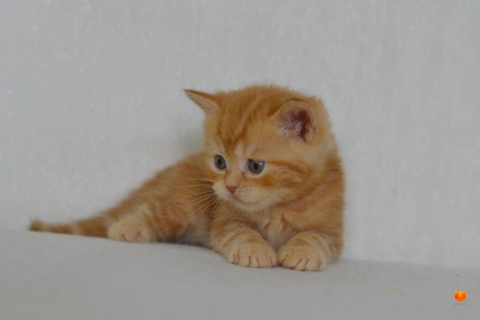 Шотландский прямоухий котенок рыжий