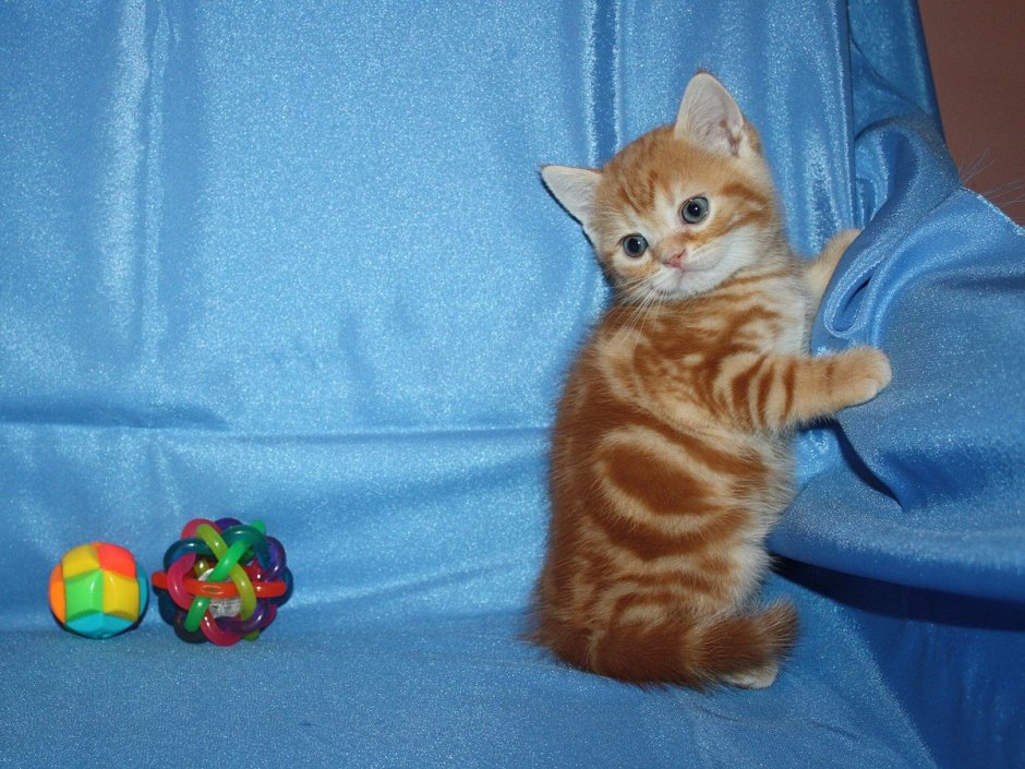 Красный мраморный серебристый Шотландские прямоухие