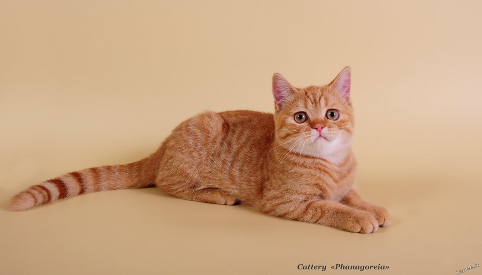 Шотландская прямоухая длинношерстная кошка хайленд-страйт