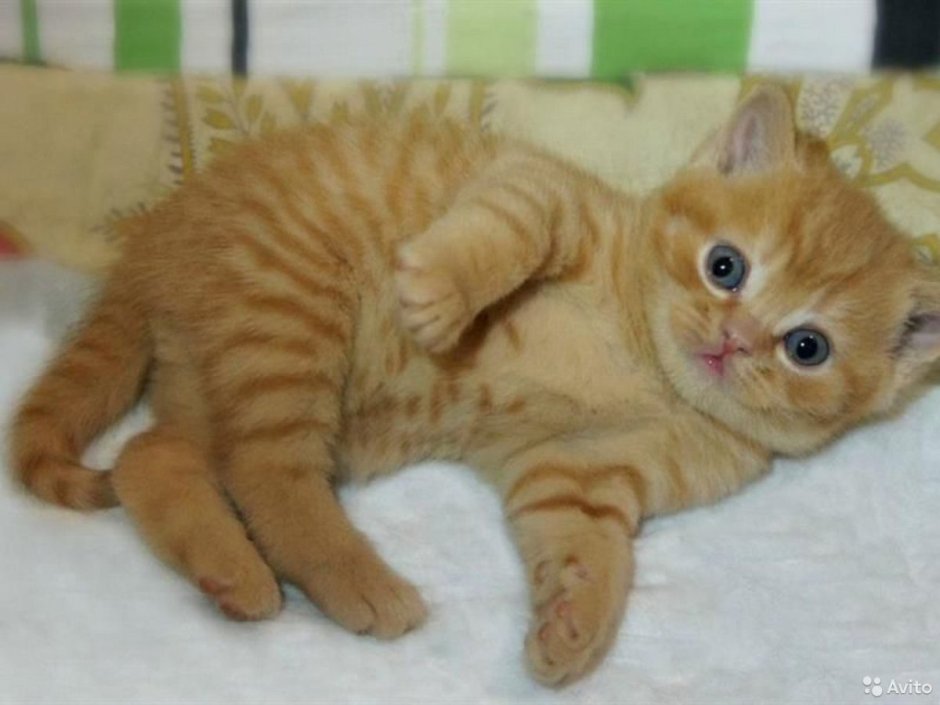 Шотландская прямоухая рыжий кот