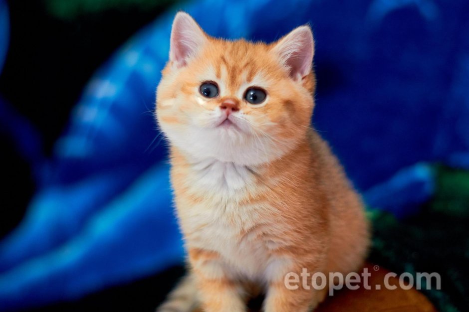 Шотландская вислоухая кошка рыжая