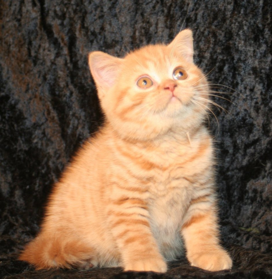 Сибирский гладкошерстный персиковый