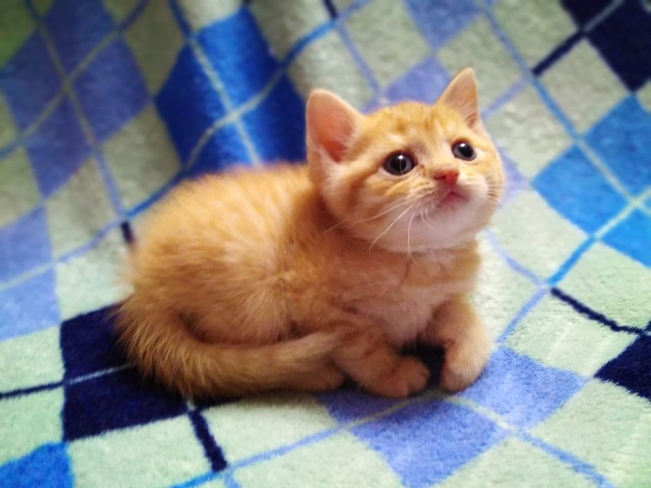Шотландская котенок прямоухая рыжая с белой грудкой 1
