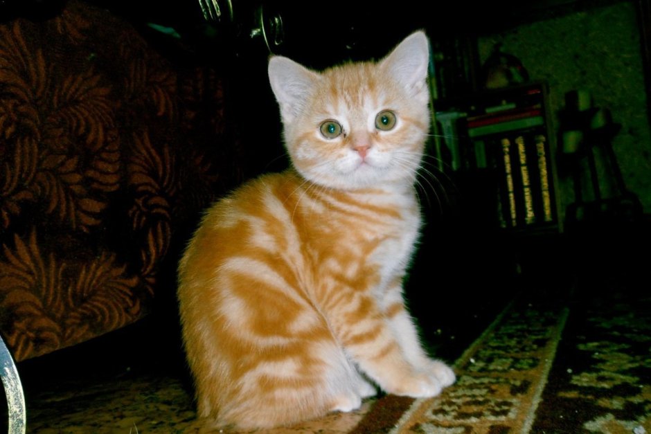 Скоттиш страйт рыжий котенок