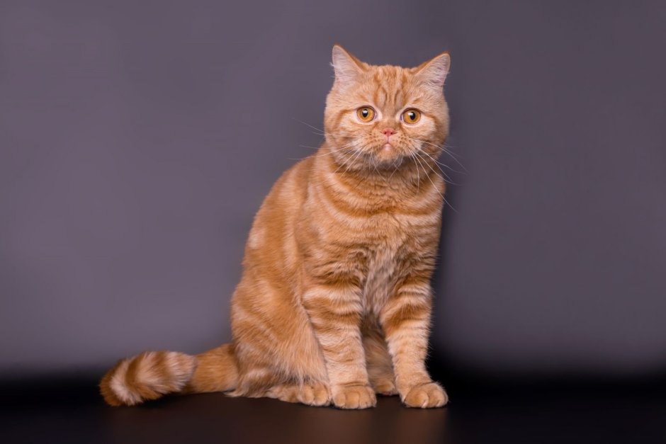 Скоттиш страйт бело рыжий