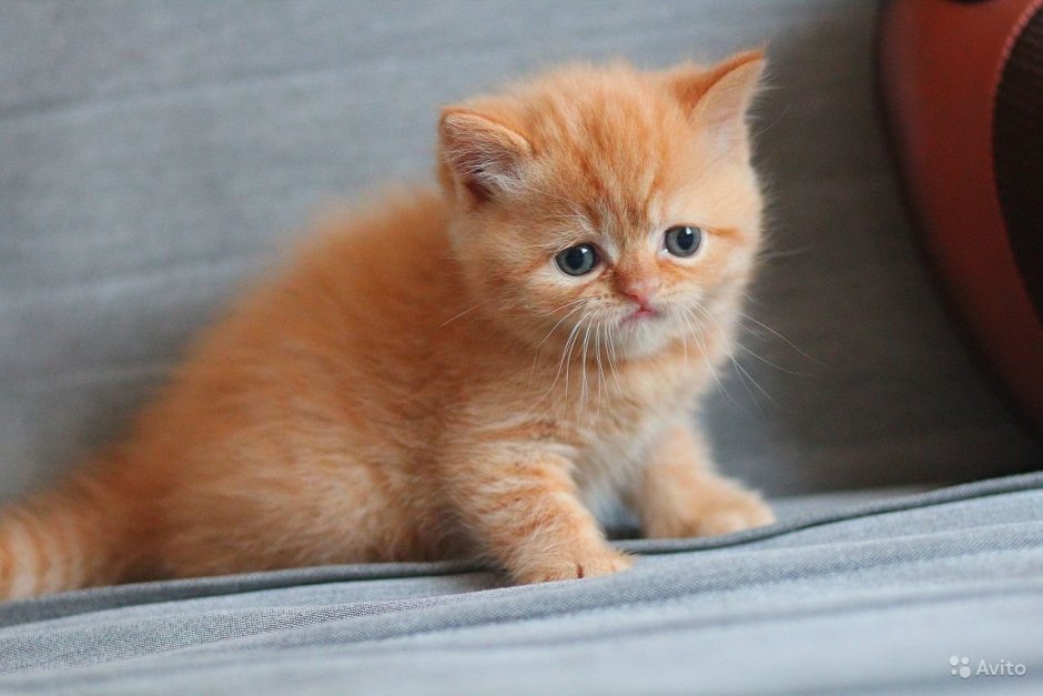 Рыжие британские мраморные котята