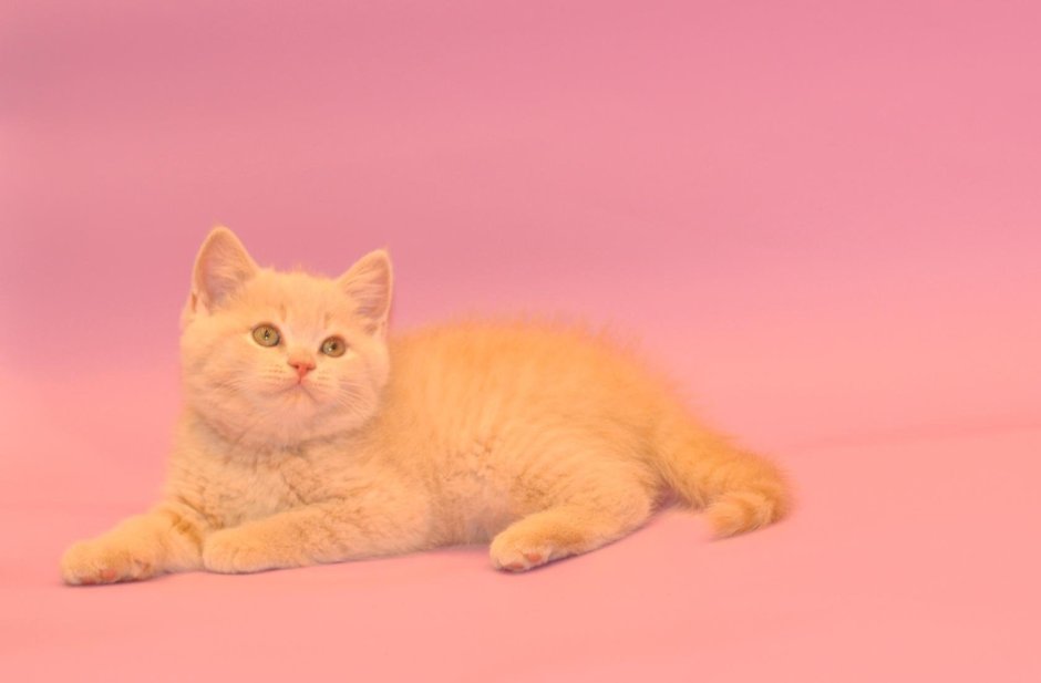 Шотландская вислоухая кошка рыжая