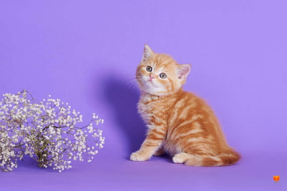 Красный мраморный табби