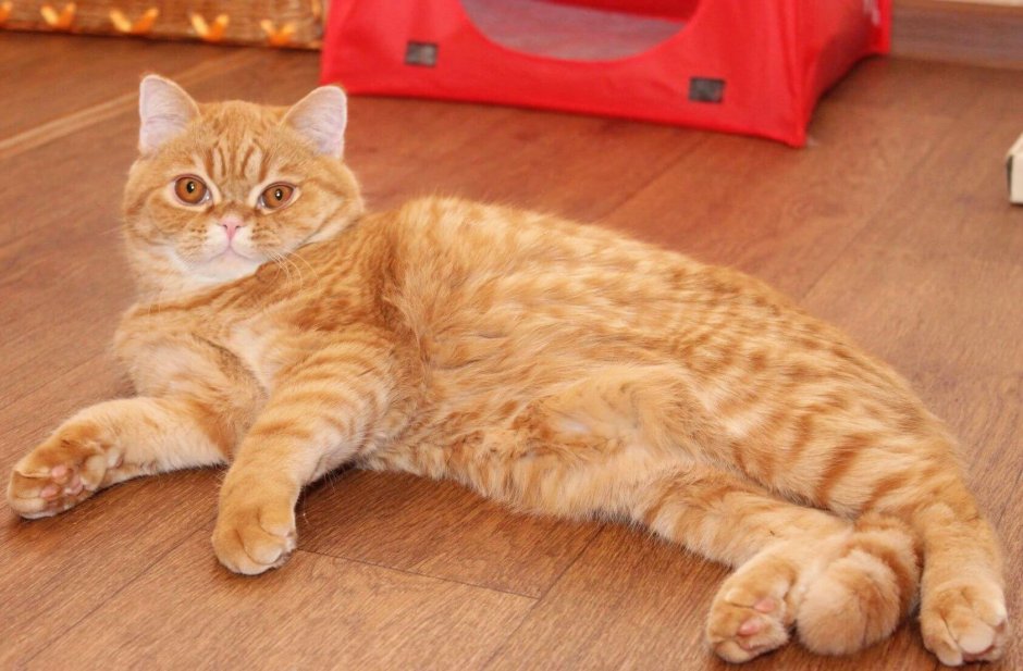 Котята плюшевые британцы рыжие