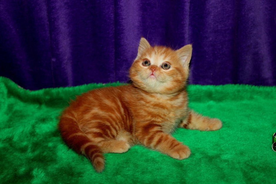 Скоттиш страйт рыжий