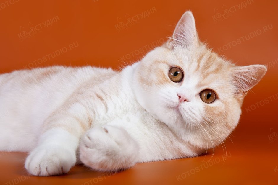 Шотландские котята прямоухие желтые