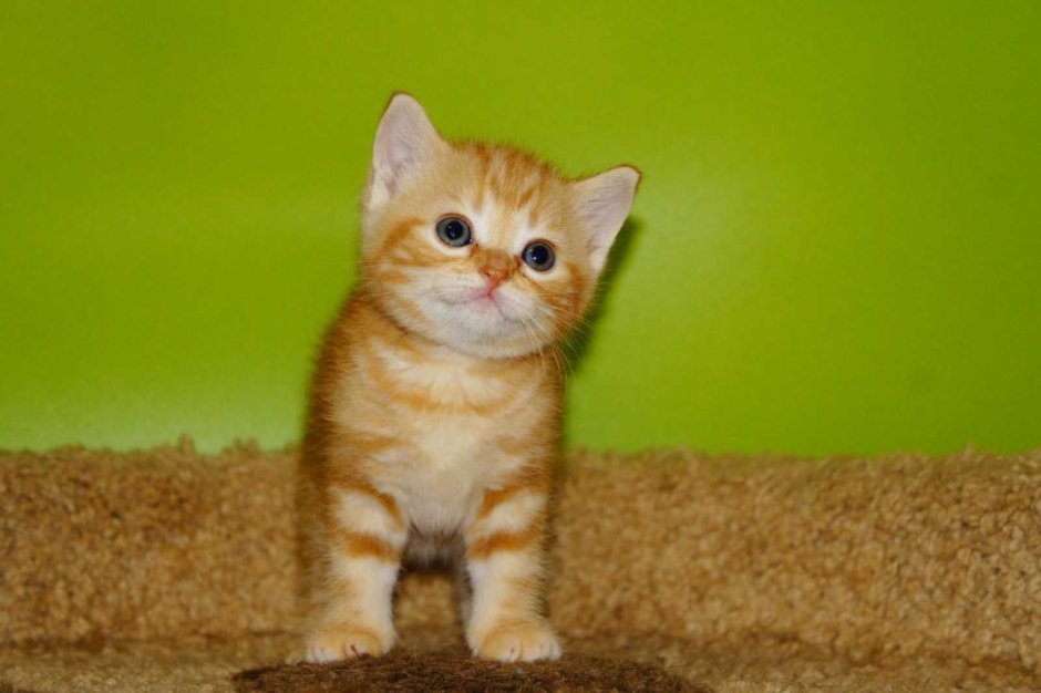 Шотландский скоттиш страйт рыжий