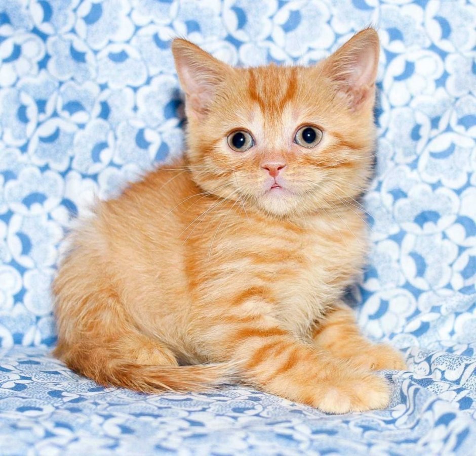 Шотландский кот страйт рыжий