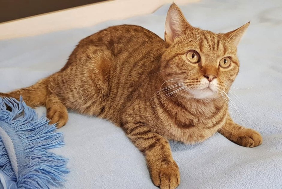 Шотландские котята прямоухие